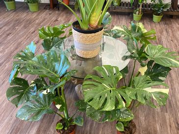 Monstera Thai Constellation 