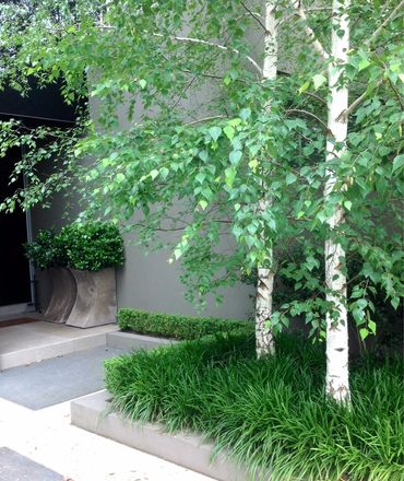 Bespoke Italian Terracotta high light the entry beneath the soft weeping foliage of clustered silver