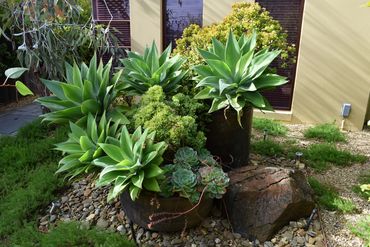 Small Townhouse Garden  Featuring Succulents planted in Earthenware Vessels 
