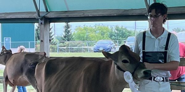 Person with brown cow wearing a ribbon at event.
