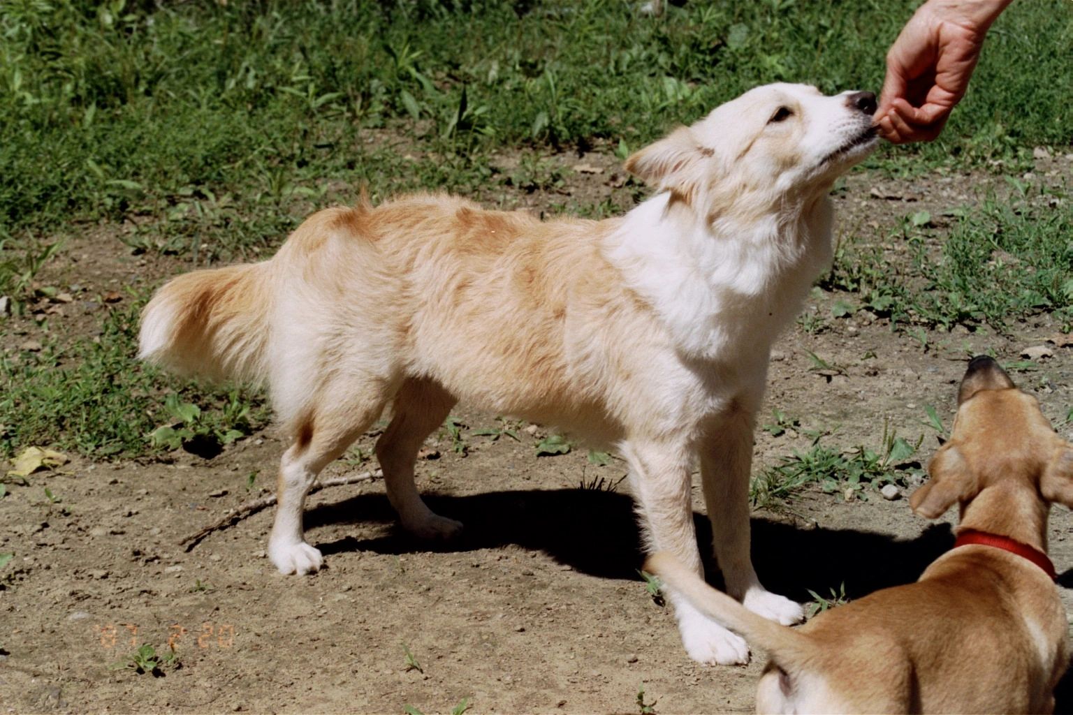 Dogs coming to. Dog come. Come on Dog. Rescue Dog перевод. Dog comes out of Pocket.