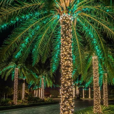 Palm trees in Florida covered with Holiday  lights