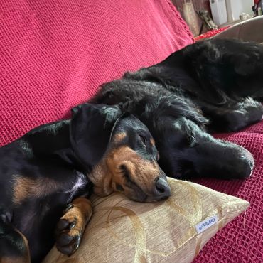 Two dogs cuddling and sleeping on a red couch.