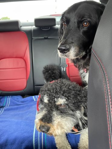 Two dogs sitting on a blue blanket in a car with red and black seats.