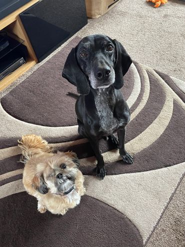 Two dogs sitting on a patterned carpet looking up.