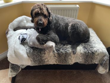 Large black and brown dog resting on cozy blankets on a bench.