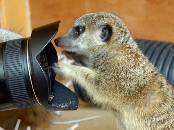 A meerkat curiously inspecting a camera lens.