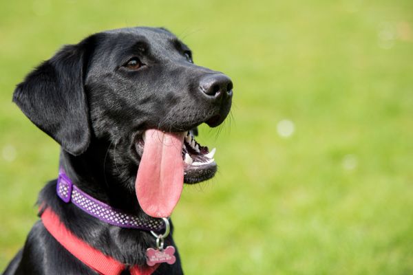 Happy black dog panting with tongue out in a sunny park.