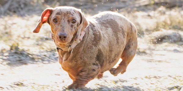 Pet Photography: Daschund
