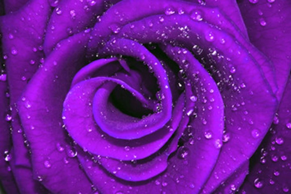 Purple Rose Cosmetics LLC