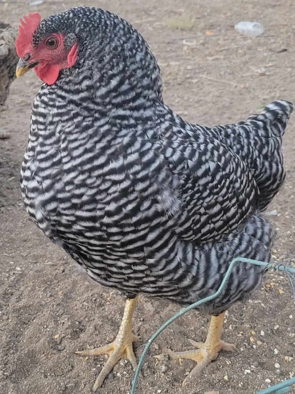 Sofia the model hen.