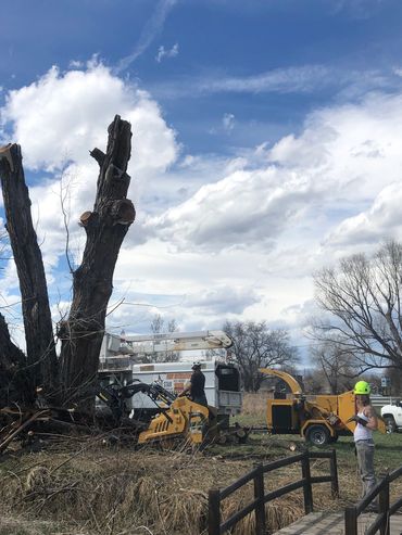 Tree Removal