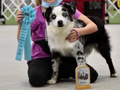 Keldrew Ranch Miniature & Toy Australian Shepherds - Breeder