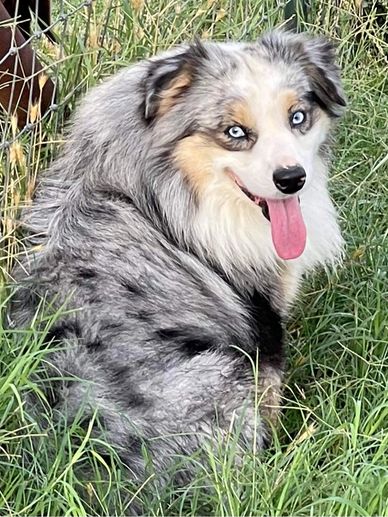 Keldrew Ranch Miniature & Toy Australian Shepherds - Breeder