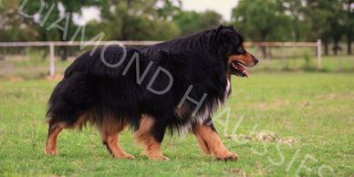 Keldrew Ranch Miniature & Toy Australian Shepherds - Breeder