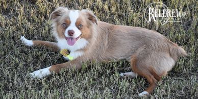 Keldrew Ranch Miniature & Toy Australian Shepherds - Breeder