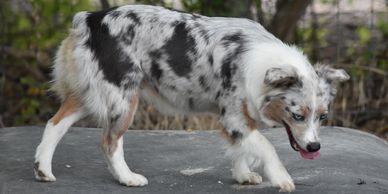 Keldrew Ranch Miniature & Toy Australian Shepherds - Breeder