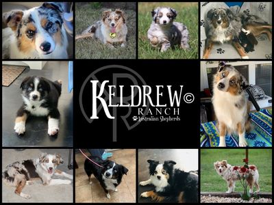 Keldrew Ranch Miniature & Toy Australian Shepherds - Breeder