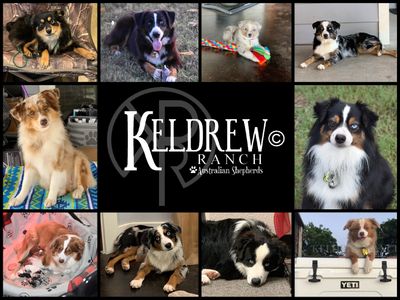 Keldrew Ranch Miniature & Toy Australian Shepherds - Breeder