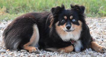 Keldrew Ranch Miniature & Toy Australian Shepherds - Breeder