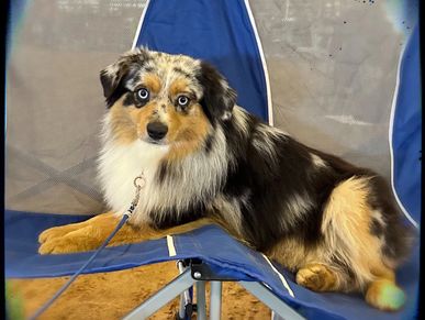 Keldrew Ranch Miniature & Toy Australian Shepherds - Breeder