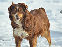 Keldrew Ranch Miniature & Toy Australian Shepherds - Breeder