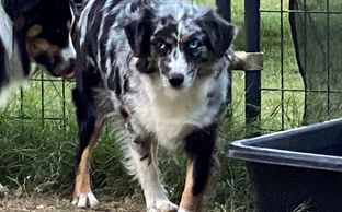 Keldrew Ranch Miniature & Toy Australian Shepherds - Breeder