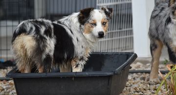 Keldrew Ranch Miniature & Toy Australian Shepherds - Breeder