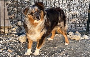 Keldrew Ranch Miniature & Toy Australian Shepherds - Breeder