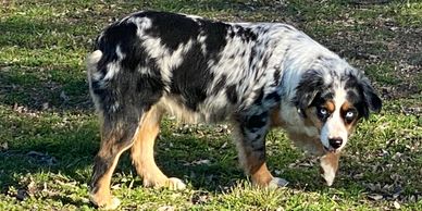 Keldrew Ranch Miniature & Toy Australian Shepherds - Breeder