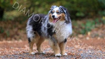 Keldrew Ranch Miniature & Toy Australian Shepherds - Breeder