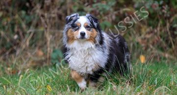 Keldrew Ranch Miniature & Toy Australian Shepherds - Breeder