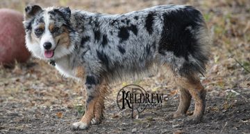 Keldrew Ranch Miniature & Toy Australian Shepherds - Breeder