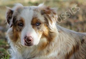 Keldrew Ranch Miniature & Toy Australian Shepherds - Breeder