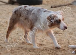 Keldrew Ranch Miniature & Toy Australian Shepherds - Breeder