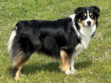 Keldrew Ranch Miniature & Toy Australian Shepherds - Breeder