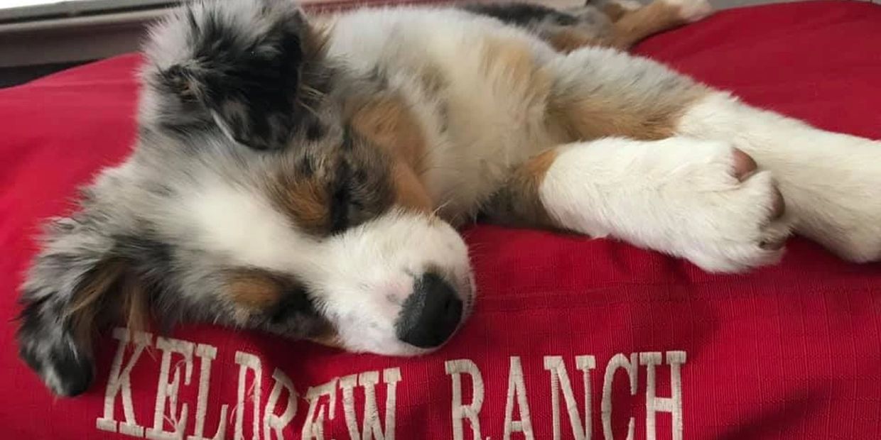 Keldrew Ranch Miniature & Toy Australian Shepherds - Breeder