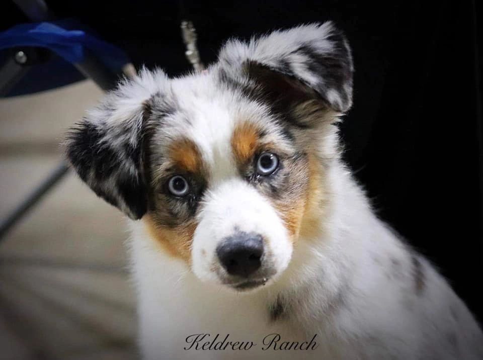 sand Diktere Blind Keldrew Ranch Miniature & Toy Australian Shepherds - Breeder