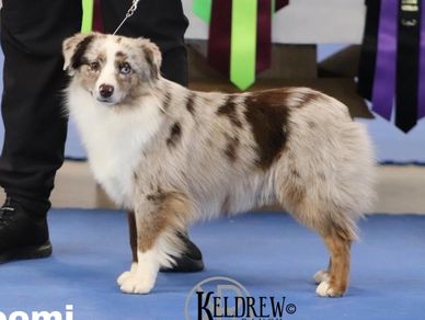 Keldrew Ranch Miniature & Toy Australian Shepherds - Breeder