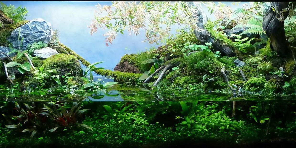 Exploring the Art of Aquascaping: Inspiration, Tips, and Techniques for  your aquarium - Aquaforest Official Website