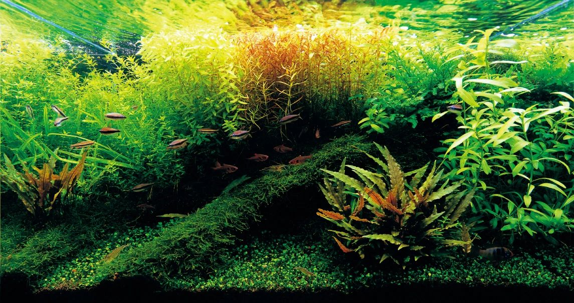 Artificial Aquarium Plants: Aquascaping for Beginners