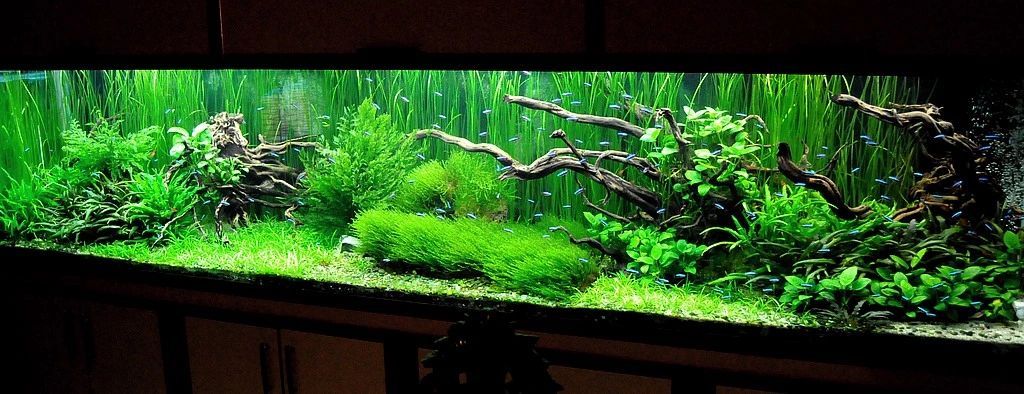 Green Neon Tetra - Planted Aquaria - Bring Nature Home
