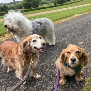Three different dogs standing on a path with a grassy field in the background.