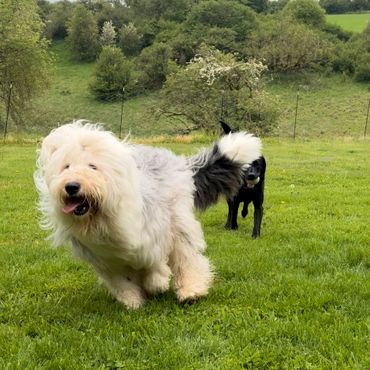 Two dogs running and playing on a grassy field with trees in the background.