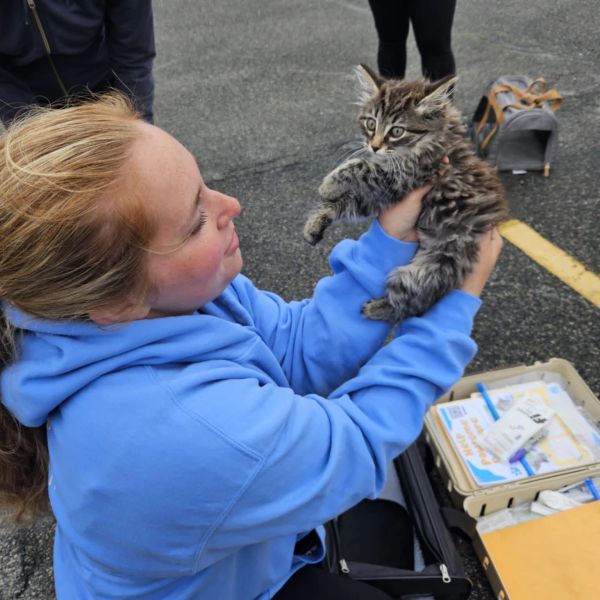 Woman in blue hoodie holding a fluffy kitten outdoors.