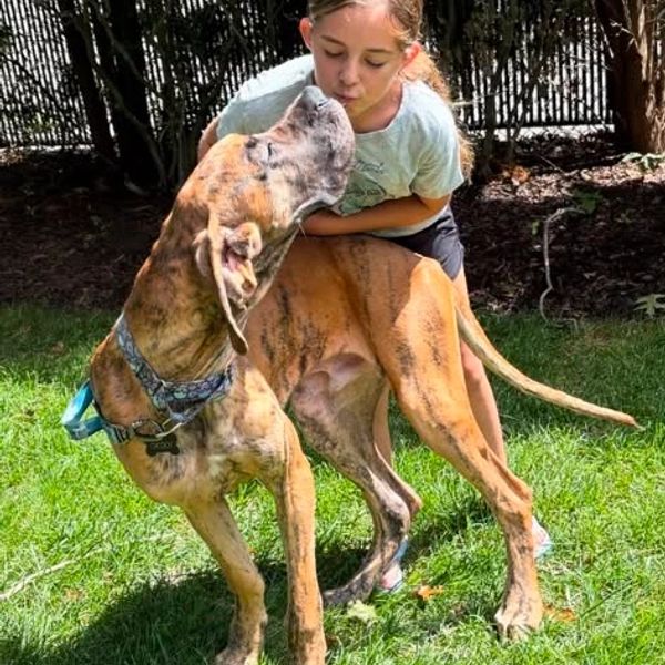 A young girl lovingly kisses a large brindle dog outside on grass.