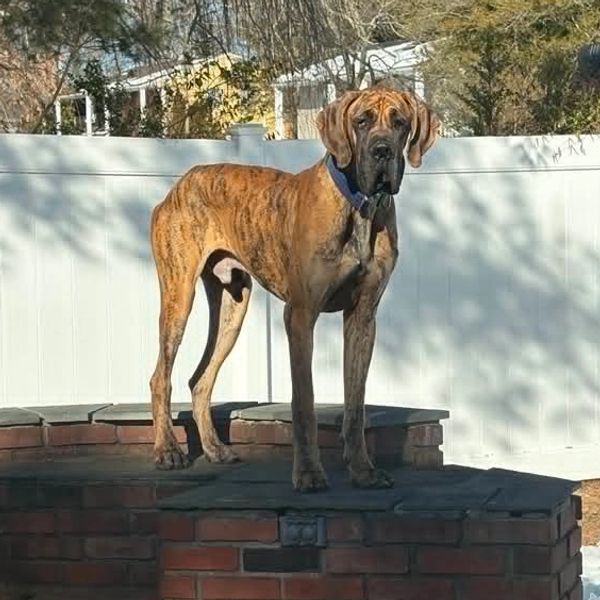 A large brindle Great Dane standing on a brick platform outdoors.