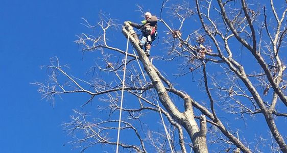 Nashville Tree Service