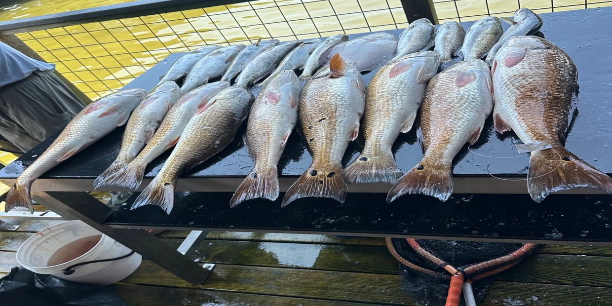 Freshly caught fish displayed on a table by the water.