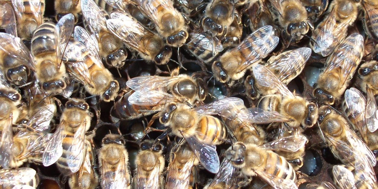 The secret ingredient that turns honeybees into queen bees •